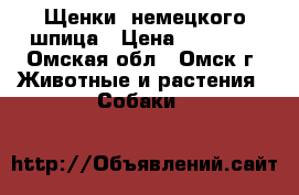 Щенки -немецкого шпица › Цена ­ 10 000 - Омская обл., Омск г. Животные и растения » Собаки   